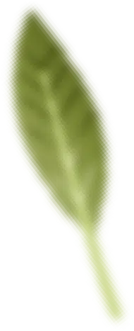 leaf 2